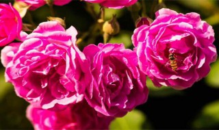 蔷薇养殖注意事项 蔷薇养殖方法与技巧
