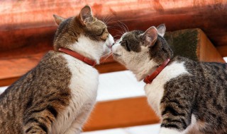 学生适合养什么猫 适合学生养的宠物猫