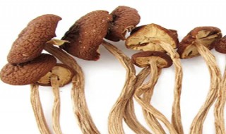 茶树菇保存方法 新鲜茶树菇怎样保存