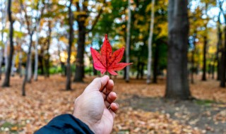 赞美8月的句子和词语（赞美8月的词语和短句）