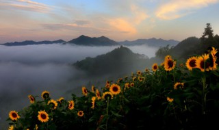 葵花什么时候播种（葵花什么时候播种,什么时候丰收）