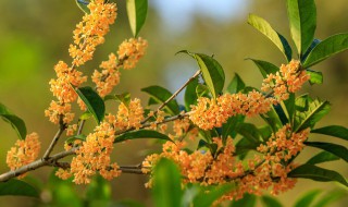 桂花树种子播种方法（桂花树种子播种方法视频）