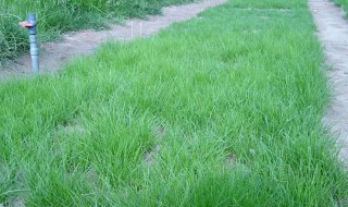 草坪草籽播种方法 草坪草籽怎么播种