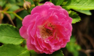 蔷薇花的栽种及注意事项 盆栽蔷薇花的养殖方法和注意事项