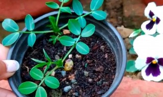 盆栽种花生需要注意哪些细节 种植花生的注意事项