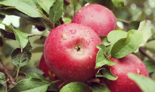 苹果什么时候种 苹果什么时候种植什么时候收获