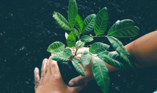 二月份栽种植物需要注意什么（二月份适合种什么植物）