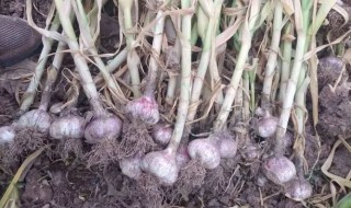 紫皮蒜怎么栽培 紫皮蒜能栽蒜苗吗