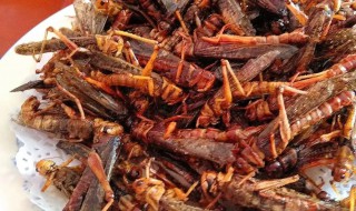 这样做的蚂蚱既简单又好吃 蚂蚱怎么吃好吃怎么做好吃