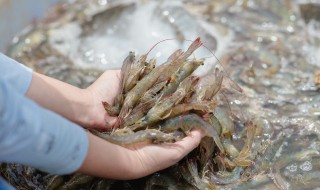 孕妇能吃海虾吗 孕妇能吃海虾吗?