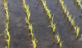 稻子的栽培方法 稻子种植技术