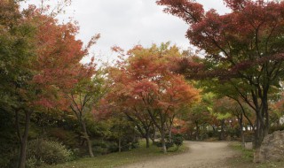 紫叶李的栽培方法 紫叶李栽植注意事项