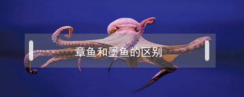章鱼和墨鱼的区别（章鱼和墨鱼的区别和功效?）