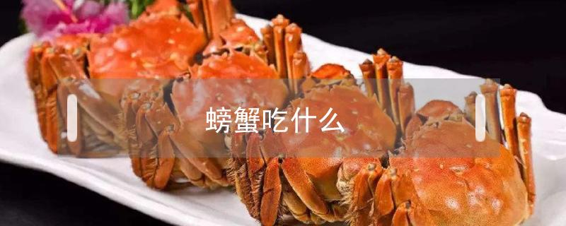 螃蟹吃什么好 螃蟹吃什么好而且不会死