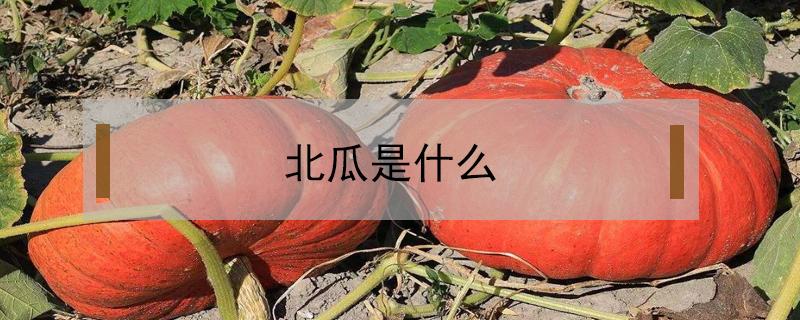 北瓜是什么（北瓜是什么瓜）