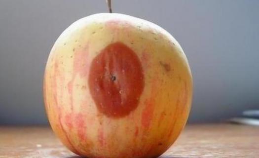 苹果烂了一小块割掉还能吃吗