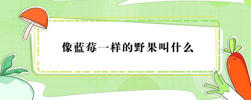 像蓝莓一样的野果叫什么 有种野果像蓝莓叫什么