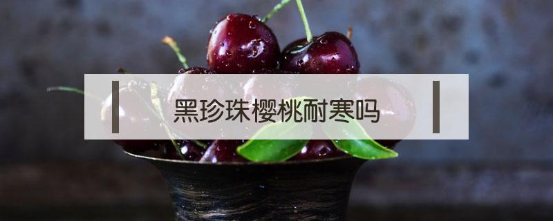 黑珍珠樱桃耐寒吗