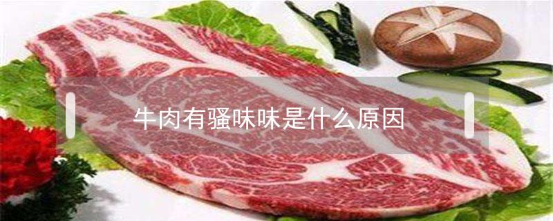 牛肉有骚味味是什么原因