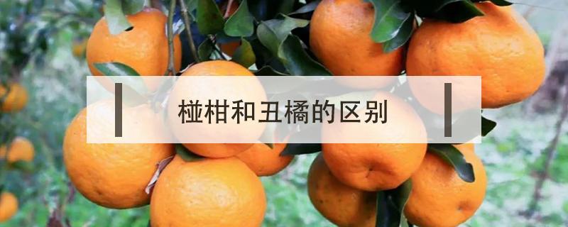 椪柑和丑橘的区别（丑柑是柑还是橘）