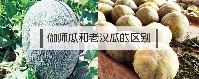 伽师瓜和老汉瓜的区别（伽师瓜有几种）