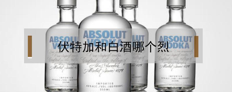 伏特加和白酒哪个烈