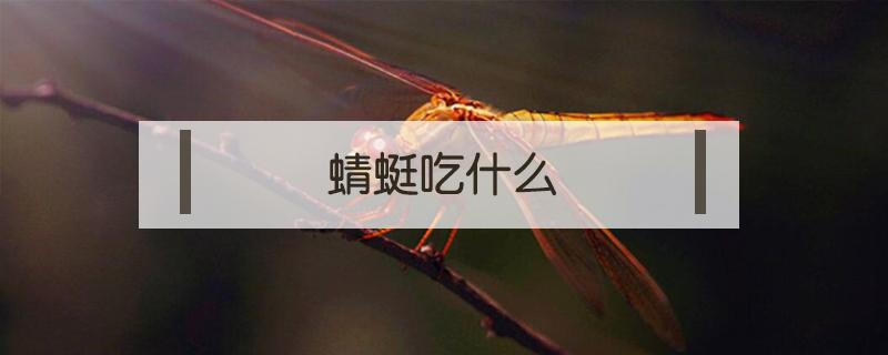 蜻蜓吃什么（蜻蜓吃什么害虫）