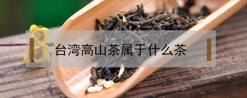 台湾高山茶属于什么茶