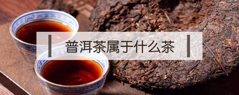 普洱茶属于什么茶 铁观音属于什么茶