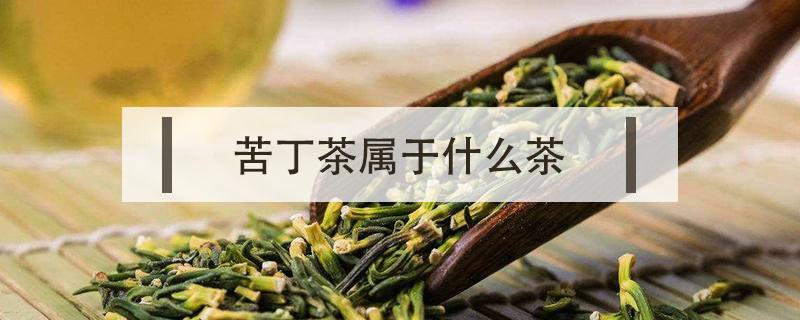 苦丁茶属于什么茶（苦丁茶属于什么茶种类）