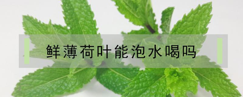 鲜薄荷叶能泡水喝吗（鲜薄荷叶能泡水喝吗?）