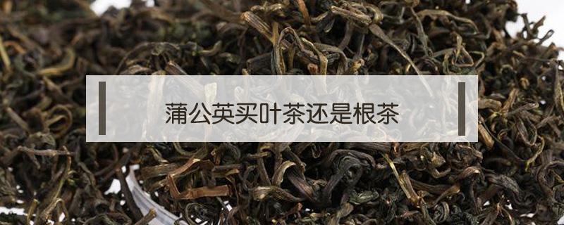 蒲公英买叶茶还是根茶（蒲公英茶好还是根茶好）