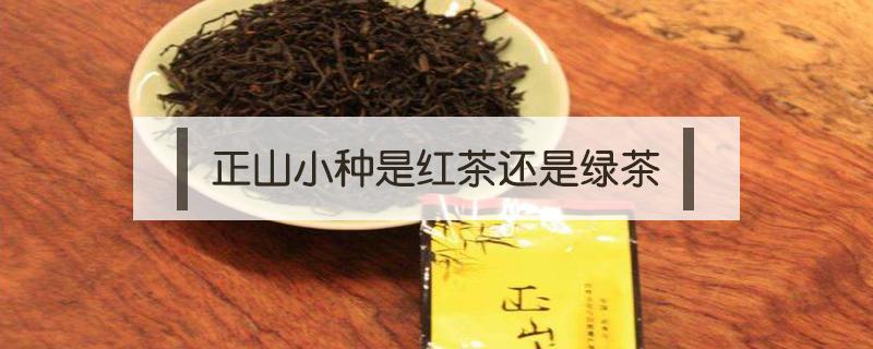 正山小种是红茶还是绿茶（正山小种是不是红茶）