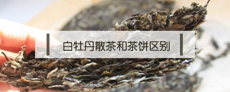 白牡丹散茶和茶饼区别 白牡丹散装好,还是茶饼