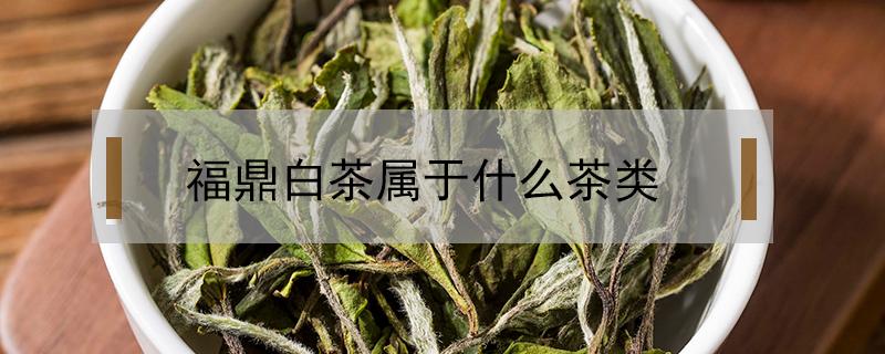 福鼎白茶属于什么茶类