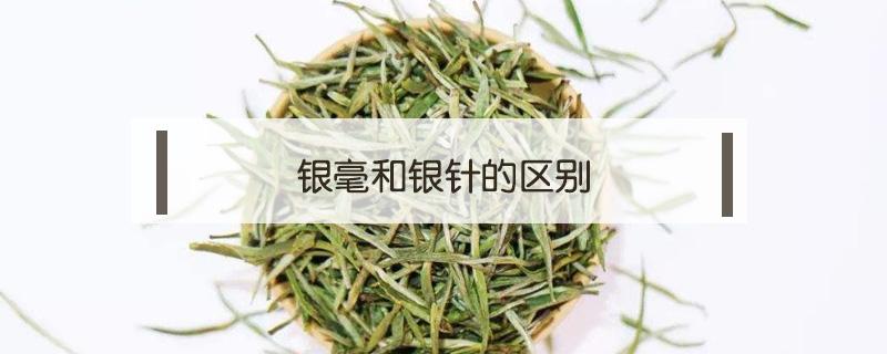 银毫和银针的区别（银针和白毫银针的区别）