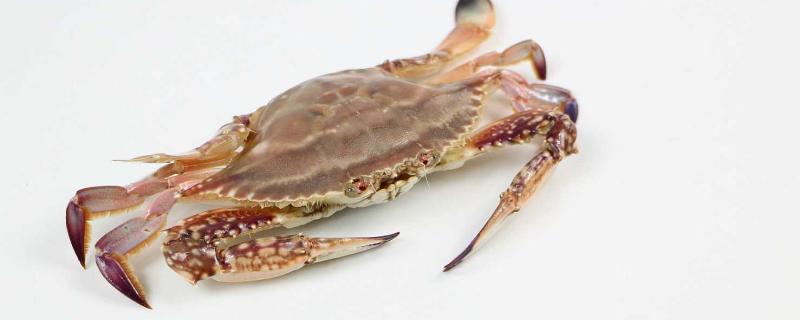 海蟹河蟹哪个嘌呤高 河蟹含嘌呤吗