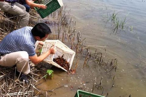 小龙虾养殖项目
