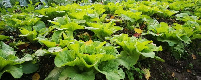 菜地除草不伤菜用什么方法（菜地草怎么除）