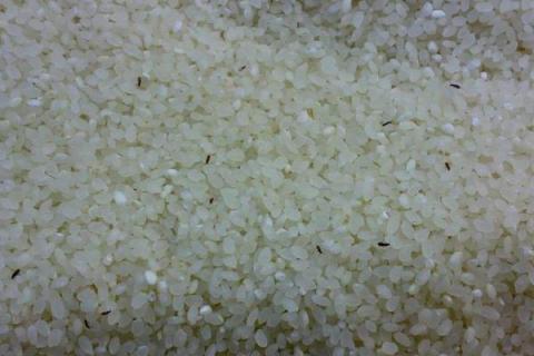 米出虫了还可以吃吗，米出虫是什么问题，怎么解决？