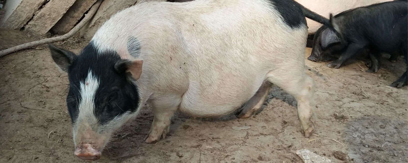 母猪养殖技术（太湖母猪养殖技术）