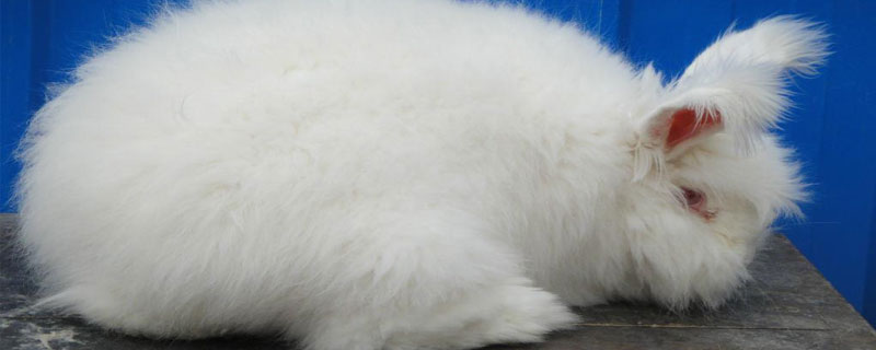 荷兰长毛兔怎么养 养荷兰兔的注意事项