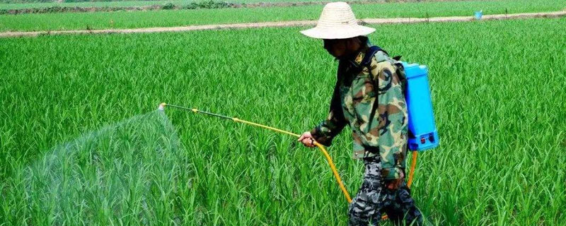 自制强力除草剂，不伤庄稼 怎样自制除草剂不伤农作物