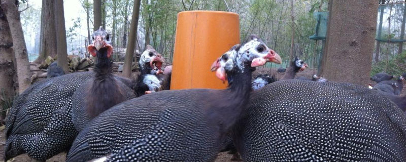 珍珠鸡的养殖方法，合理控制密度（珍珠鸡的饲养方法和注意事项）