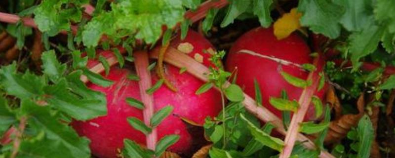 红萝卜种植方法和时间 红萝卜怎么种植方法
