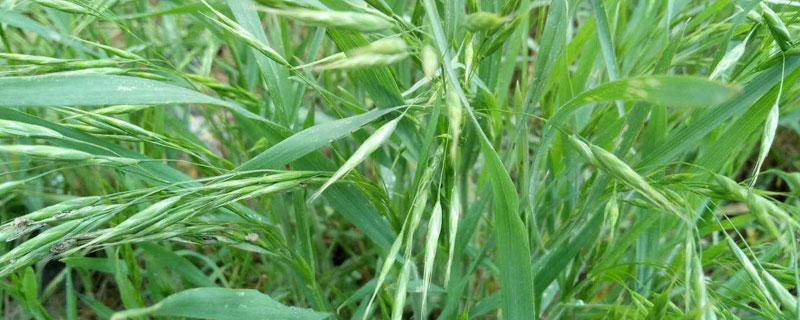 野麦子用什么除草剂（野麦用什么除草药）