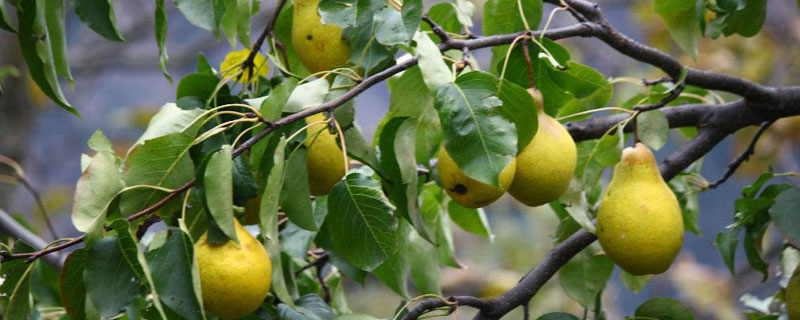 梨树种植时间和方法 梨树移栽最佳时间
