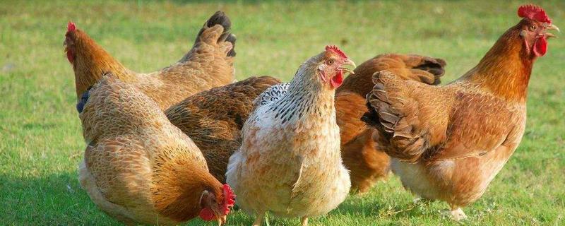 鸡怎么受精?鸡受精后几天种蛋 鸡的受精卵要孵化多久