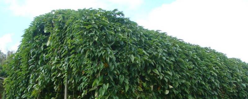 山药悬空种植（山药室内种植）