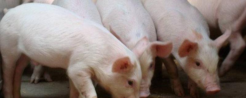 猪的生活特性，猪的养殖周期是多长 猪的生活环境和饮食